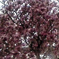 Beverly Rogers Photo 15