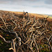 Heather Burns Photo 19