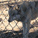 Kyle Wolf Photo 17