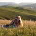 Sarah Lesser Photo 15