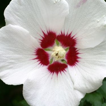 Sharon Gill Photo 35