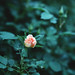 Laura Clements Photo 16