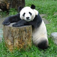 Ping Guo Photo 28