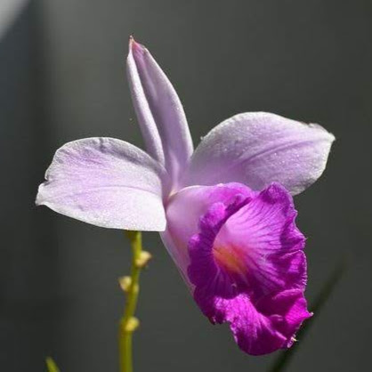 Vien Dinh Photo 20