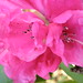 Maureen Swan Photo 23