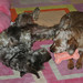 Gerry Fitzgerald Photo 12