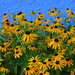Susan Colley Photo 28
