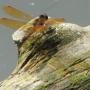 Jeanne Steele Photo 21