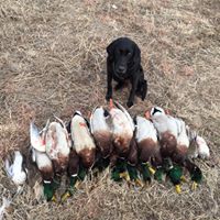 Bobby Gauthier Photo 8