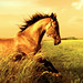 David Gallops Photo 9