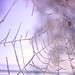 Debbie Hickey Photo 18