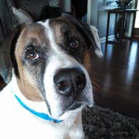 Susan Mcintire Photo 24