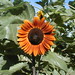 Ruby Bloom Photo 15