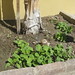 Nicholas Flora Photo 11