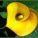 Katherine Flowers Photo 11