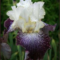 Sherry Arthur Photo 7