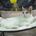 Laura Zinck Photo 11