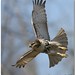 David Hawks Photo 37