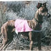 Nikki Haynes Photo 15