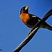 Gayle Bird Photo 14