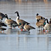 Steven Brant Photo 21