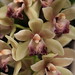 Annie Green Photo 13