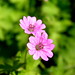 Roberta Pink Photo 8