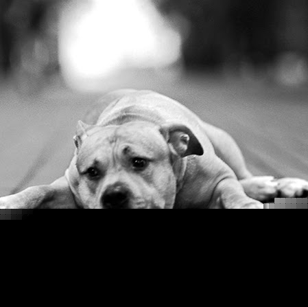 Robert Chapin Photo 35