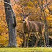 Autumn Deer Photo 6