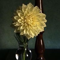 Elizabeth Hutchins Photo 31