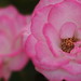 Nicole Rose Photo 20