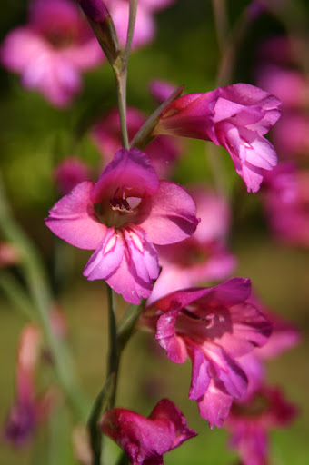 Elizabeth Cahill Photo 35