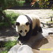 Sue Lin Photo 37