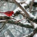Timothy Snow Photo 31