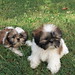 Frances Spitz Photo 3