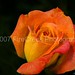Brandy Rose Photo 15