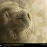 Brenda Seal Photo 21