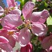 Louisa Flowers Photo 9