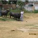 Mohammad Ashfaq Photo 36