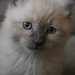 Jeffery Burrow Photo 2