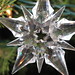 Carol Hutson Photo 17