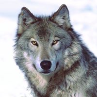 Leo Wolf Photo 25