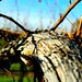 Cindy Nickel Photo 20