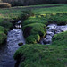 Rose Gill Photo 15