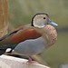 Gary Ring Photo 20