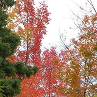 Joyce Schultz Photo 22
