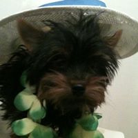 Ricky York Photo 5
