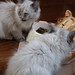 Judy Staples Photo 25