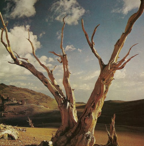 Cynthia Barlow Photo 17