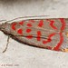 Ping Tsai Photo 15